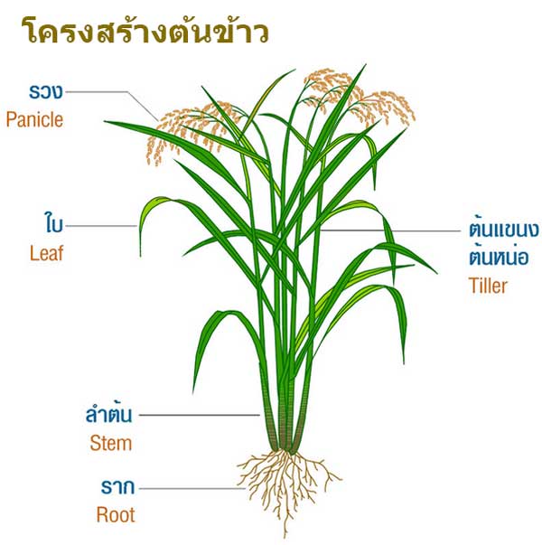 ลักษณะโครงสร้างต้นข้าว