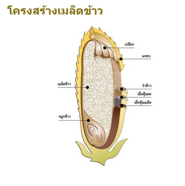 ลักษณะโครงสร้างเมล็ดข้าว