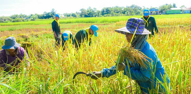 ขั้นตอนและวิธีการเก็บเกี่ยวข้าว