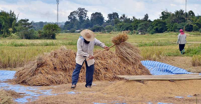 ขั้นตอนและวิธีการนวดข้าว