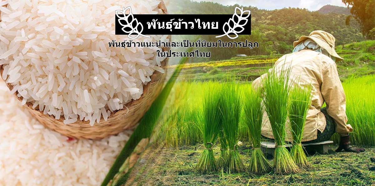 พันธุ์ข้าวแนะนำและเป็นที่นิยมในการปลูกในประเทศไทย ตอนที่4