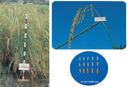 พันธุ์ข้าวเจ้าขาวปากหม้อ 148