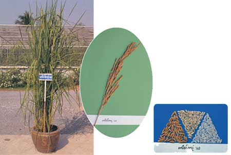 พันธุ์ข้าวเจ้าเหลืองใหญ่ 148