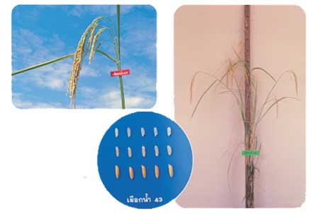 พันธุ์ข้าวเจ้าเผือกน้ำ 43