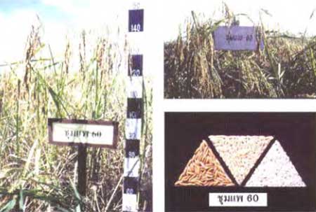 พันธุ์ข้าวเจ้าชุมแพ 60 