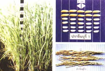 พันธุ์ข้าวเจ้าปราจีนบุรี 1